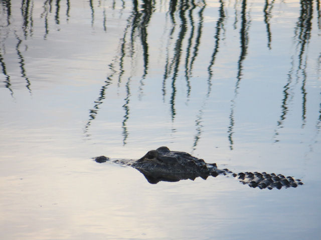 Alligator Florida