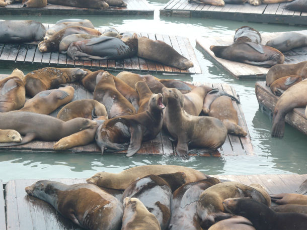 Seel�we Zalophus californianus