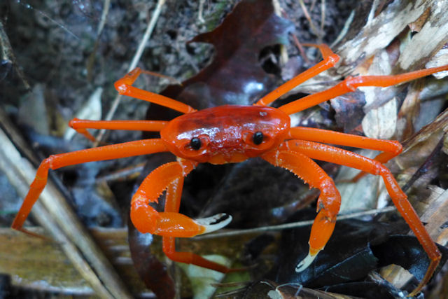 H�hlenkrabbe Tiwaripotamon edostilus