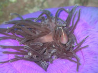 Amphiprion akallopisos