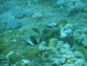 Black-blotched porcupinefish