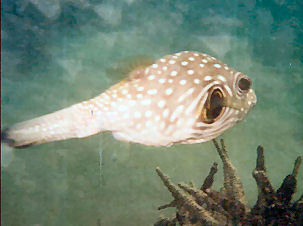 Wei�flecken-Kugelfisch vor Sri Lanka