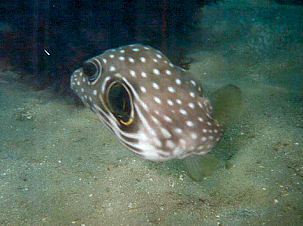 Wei�flecken-Kugelfisch vor Sri Lanka