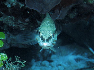 S�gebarsch Serranus cabrilla