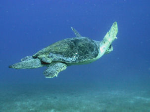 Schildkroete vor der t�rkischen K�ste