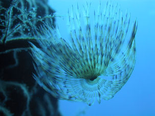 R�hrenw�rmer (Sabella spallanzani)