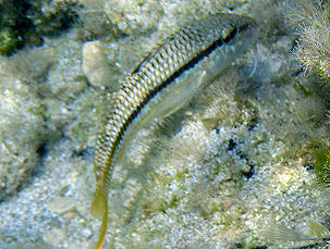 Streifenbarbe Mullus surmuletus