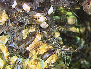 Kleine Felsengarnele (Palaemon elegans)