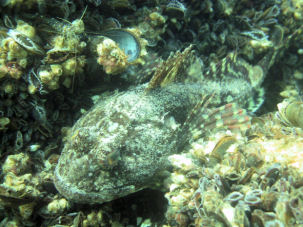 Seeskorpion Myoxocephalus scorpius