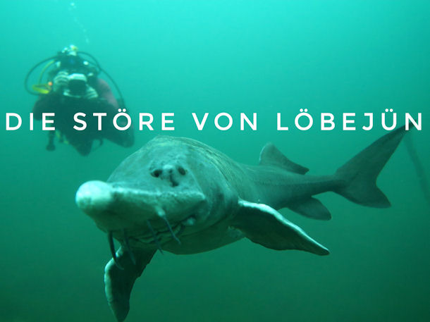 St�re von L�bej�n