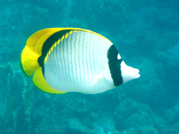 Chaetodon lineolatus