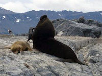 Seeb�r Arctocephalus australis