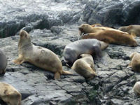 Seeb�r Arctocephalus australis