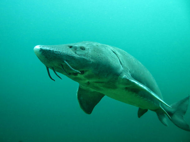 St�r Acipenser sturio