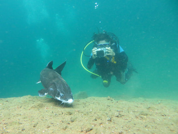 St�r Acipenser sturio