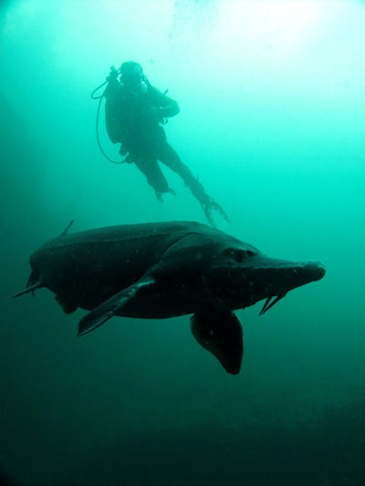 St�r in L�bej�n