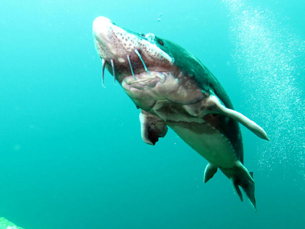 St�r in L�bej�n