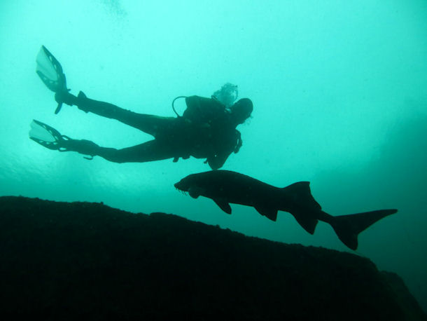 St�r in L�bej�n