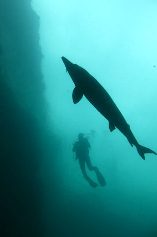 St�r in L�bej�n