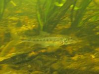 Gr�ndling Gobio gobio