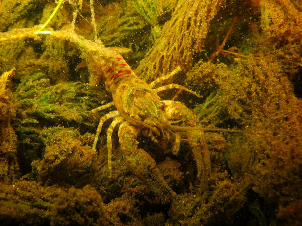 Kamberkrebs im Grabowsee