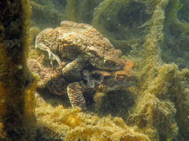 Kr�tenhochzeit im M�llensee