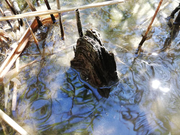�berreste der Fridrizianischen Gondelanlegestelle