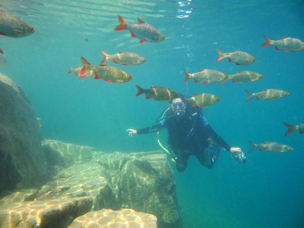 Rotfeder Scardinius erythrophthalmus