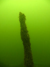 H�lzerne Pf�hle auf dem Grund des Scherm�tzelsees