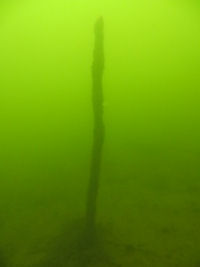 H�lzerne Pf�hle auf dem Grund des Scherm�tzelsees