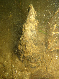 H�lzerne Pf�hle auf dem Grund des Scherm�tzelsees