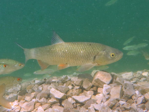 D�bel Squalius cephalus