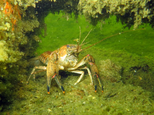 Krebs im St�ritzsee