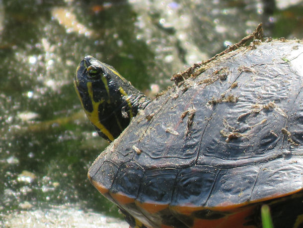 Cumberland-Schildkr�te in Berlin