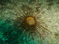 Cerianthus membranaceus