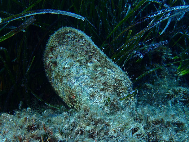 Gro�e Steckmuschel Pinna nobilis