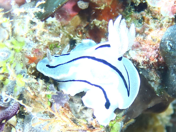 Chromodoris willani