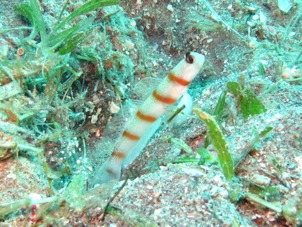 W�chtergrundel Amblyeleotris steinitzi