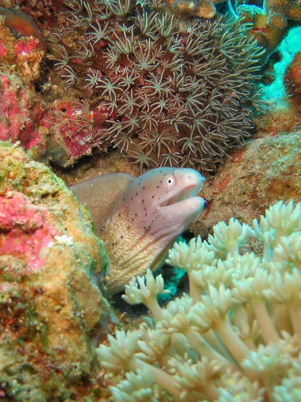 Graue Mur�ne Gymnothorax griseus