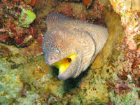 Gelbmaulmur�ne Gymnothorax nudivomer