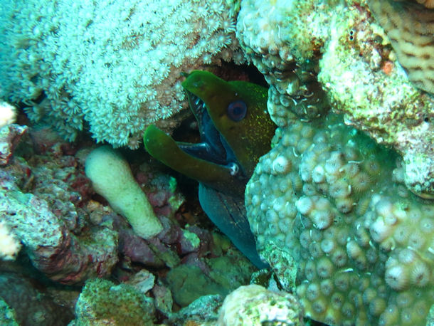 Marmormur�ne Gymnothorax undulatus