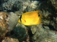 Chaetodon andamanensis