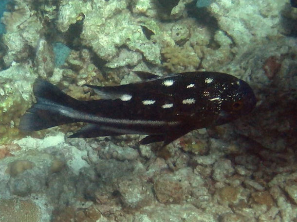 Macolor macularis juvenile