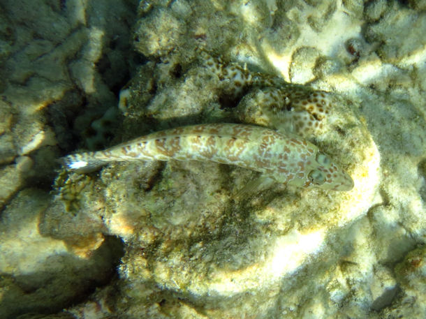 Parapercis millepunctata