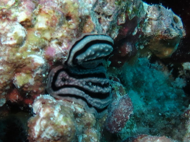 Phyllidiella zeylanica