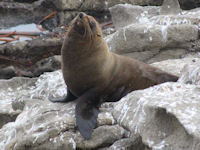 Seeb�r Arctocephalus forsteri