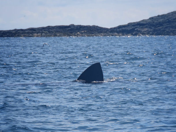 R�ckenflosse eines Riesenhais