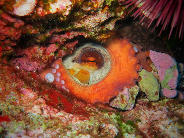 Octopus vor Dragonera