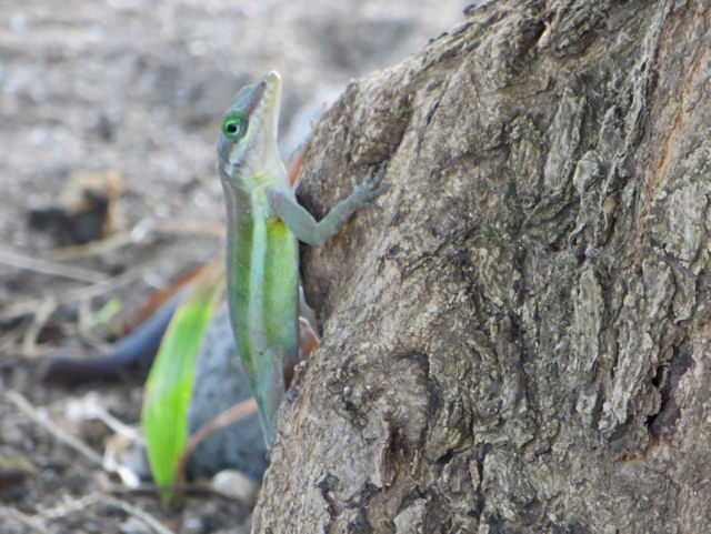 Anolis schwartzi