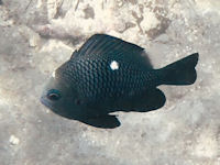 Dascyllus trimaculatus